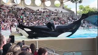 BALLENAS ASEC1N4S DE SIWOL EL SHOW 🐳🥴🤣