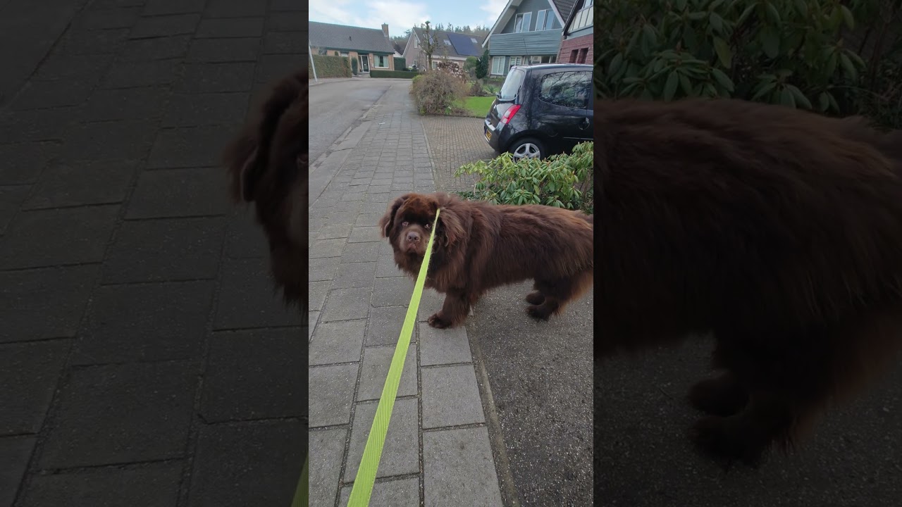 Oscar doesn't like the walk restrictions his fysiotherapist gave him. Newfoundlander things