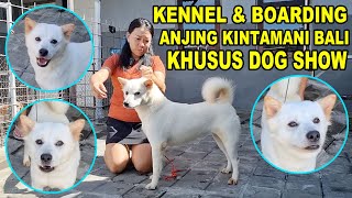 Pelatihan Khusus Anjing Kintamani Bali Show - Windsor Kintamani