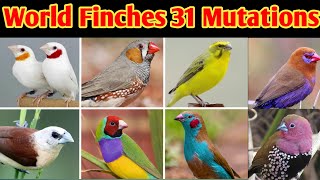 World Finches Top 31 Mutations / Finch Bird Varieties