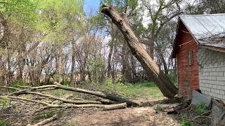 Slow Mo Reverse Tree Felling Profile