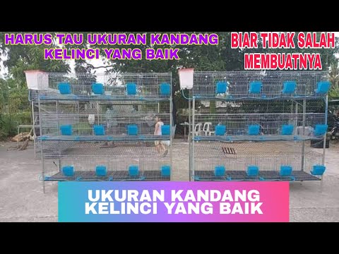 Video: Berapa ukuran populasi kelinci awal?