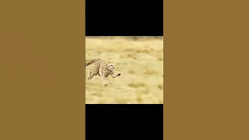 عز الخوي ان صكت الدنيا عليه ابوابها 