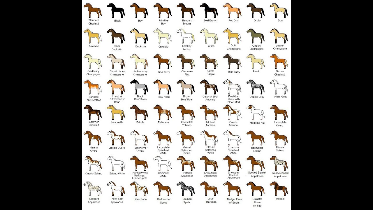 Horse Colors and Breeds - Hooked on Horses(sm) Series