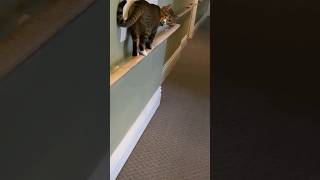 Cat Runs Like Crazy After Ball On Handrail