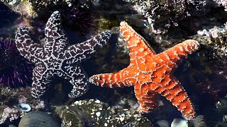 Starfish | No Brain, No Heart — Still Immortal