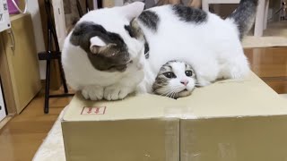 気難し屋の猫　Ultra Pro　Grumpy Cat Amazon.com: Ultra Pro Official Grumpy Cat Cozy : Toys & Games