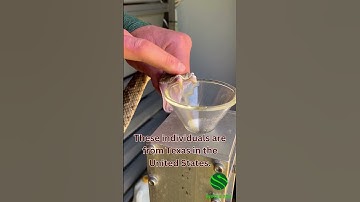 Up-close Mojave rattlesnake extraction!!! #venomous #kyreptilezoo #venomoussnake