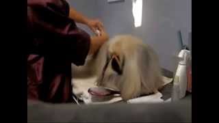 Pekingese Show Grooming