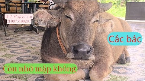 Sự Trở Lại Của 