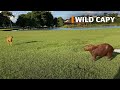 Capybara vs dog
