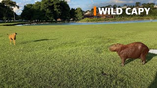 Capybara vs dog