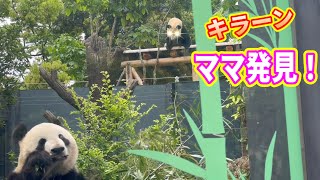 爆食中のシンシンママの後ろから覗いているのは、もしかして🐼😁　5月14日 ueno zoo panda