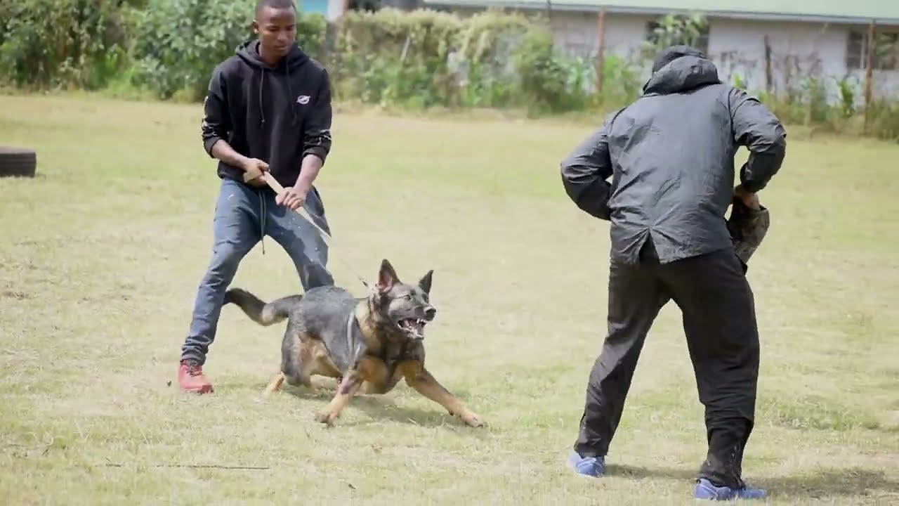 Shaka Kennels. (Dog Retreat)