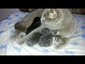 Милые котята с мамой. День второй. Шотландская прямоухая кошка с детками