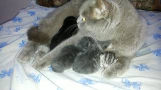 Милые котята с мамой. День второй. Шотландская прямоухая кошка с детками Милые котята с мамой. День второй. Шотландская прямоухая кошка с детками
