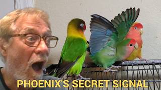 Lovebird Drama: Phoenix's Mating Call vs The Veggie Plate screenshot 5