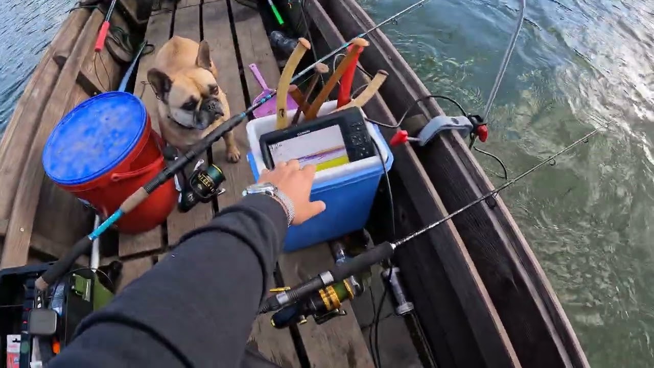 nincsebbehaL 4®️ Kuttyogtatás harcsára, tenger gyümölcsével és Snecivel.