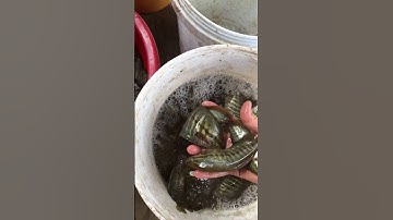 Bắt Quá Nhiều Cá Sặc Rằn 🐠