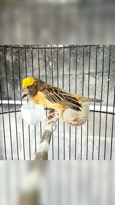 Burung manyar kepala emas gacor #shorts