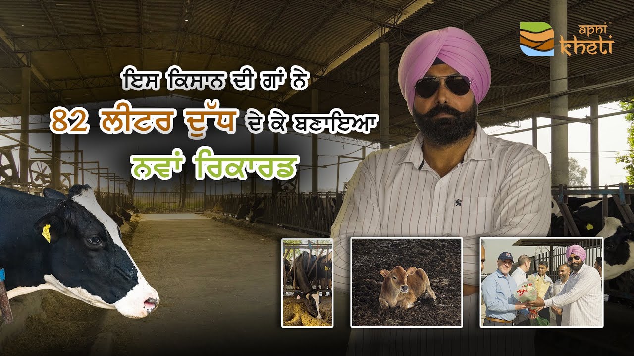 82 ਲੀਟਰ ਦੁੱਧ ਪ੍ਰਤੀ ਦਿਨ ਦੇਣ ਵਾਲੀ ਗਾਂ ਦਾ ਡੇਅਰੀ ਫਾਰਮ |
