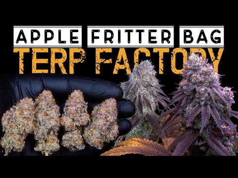 Thumbnail for CAN I GROW ENOUGH TO SUPPLY MYSELF | 2026 MULTI-TENT HARVEST