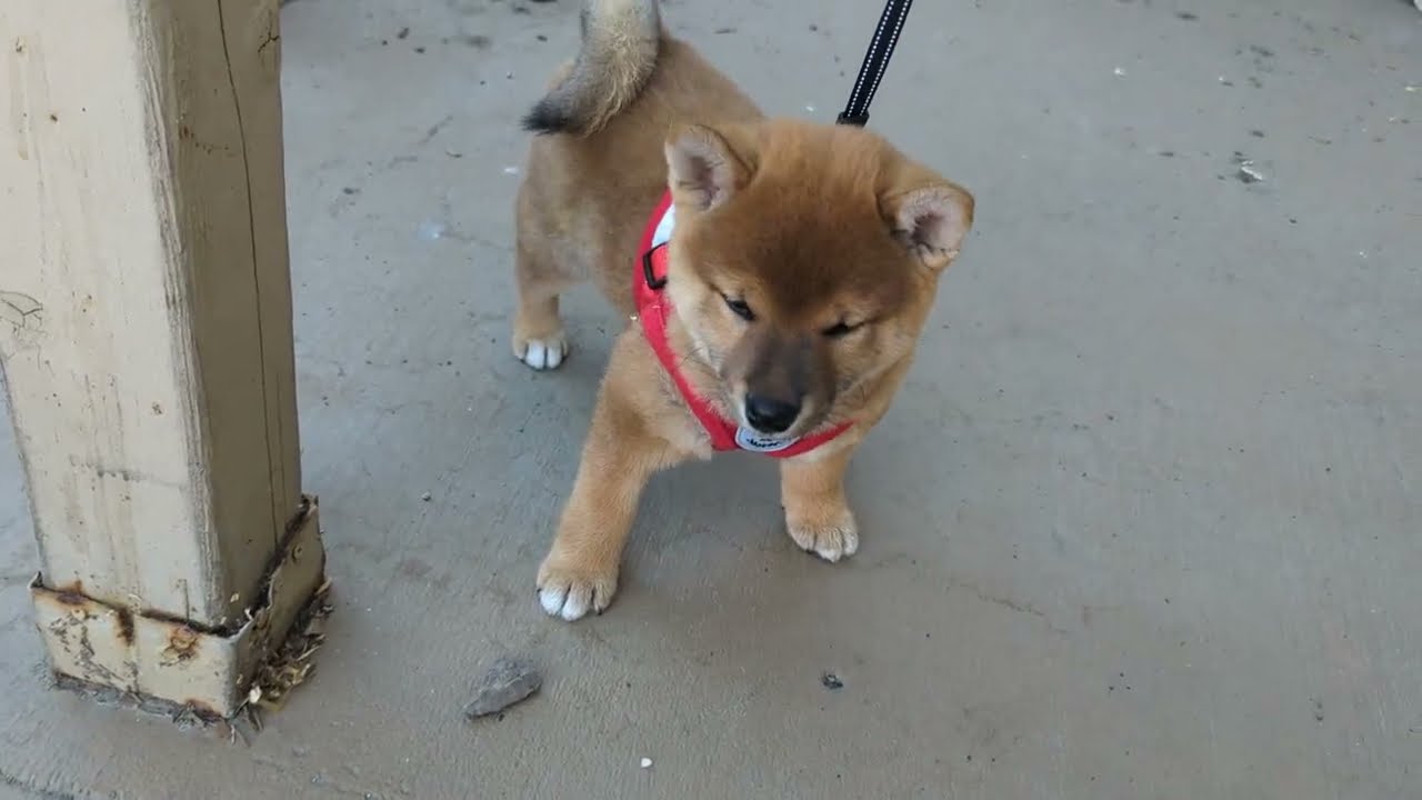Two Month Old Shiba Inu Puppy's First Moments at Foreverhome - 2MO Panko Comes Home