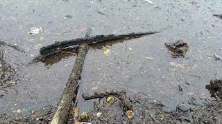 Австралия Сидней. Жесть нашего городка.Докатились до ручки.Элла Австралия