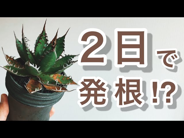 ヤバいホリダを水耕して植えてみた‼︎ - YouTube