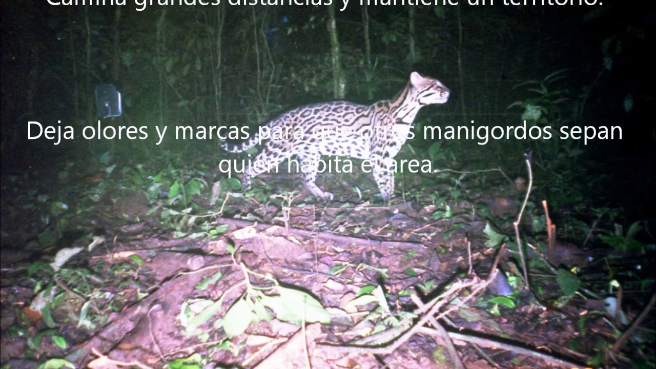 Secretos del manigordo / Secrets of the ocelot