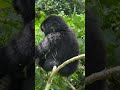 Beautiful little Gorilla Learning to Live by herself