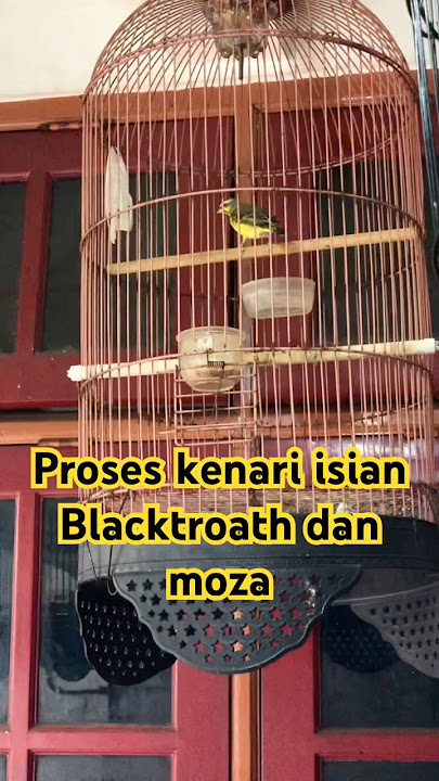 Masteran kenari isian blacktroath dan mozambik #kicaumania #kicaumanianusantara #birds #birdfarm