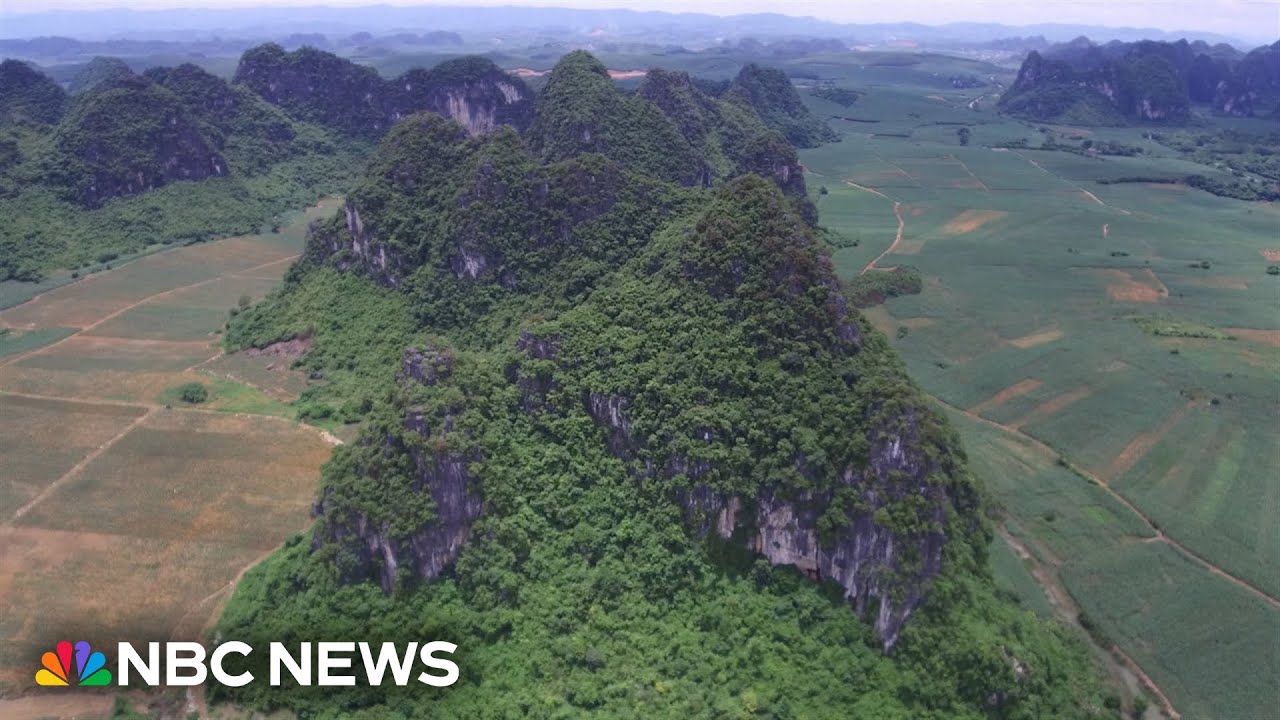 Researchers work to find how ‘real King Kong’ ape went extinct