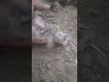 so cute ❣️ #punjabi #pigeon #trending #kabootar #ytshorts #ytviral #sundh_dihat_shorts