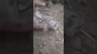 so cute ❣️ #punjabi #pigeon #trending #kabootar #ytshorts #ytviral #sundh_dihat_shorts