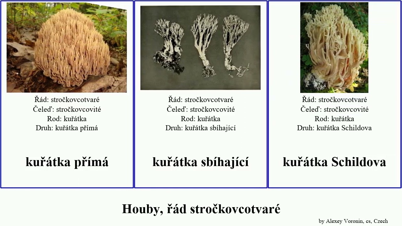 Houby, řád stročkovcotvaré kuřátka fungus kavinovka smržovec kyj narůžovělá plihá červená žlutá