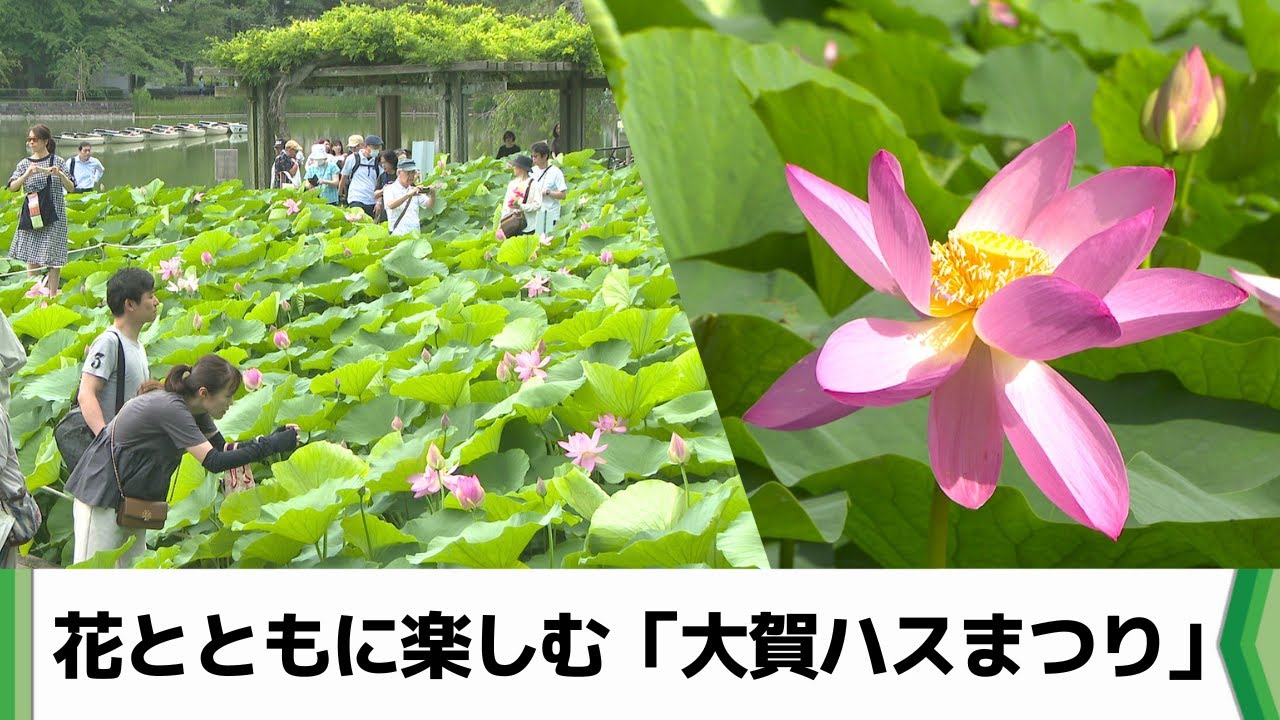 朝だけ花を咲かせるハスを愛でる「大賀ハスまつり」　千葉市で６月２９日まで（2025.06.21放送）