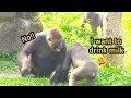Jabali wants to drink milk😆Tayari: You have grown up💦|D&#39;jeeco Family|Gorilla|Taipei zoo