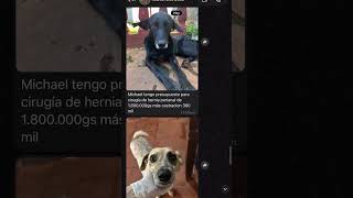 Reporte de los internados en Azuvet.🐶🐱❤️