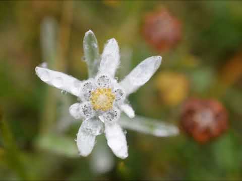 Edelweiss　エーデルワイス・河西保郎編曲ソプラノ（MIDI）