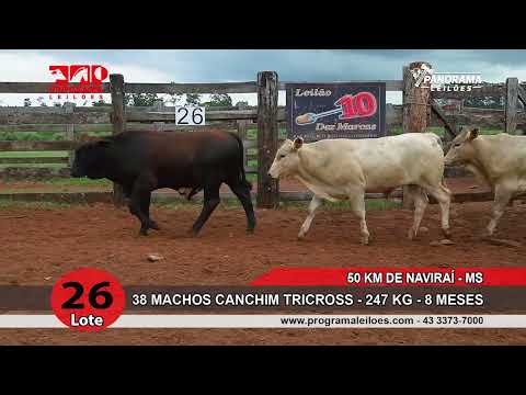 LOTE 26