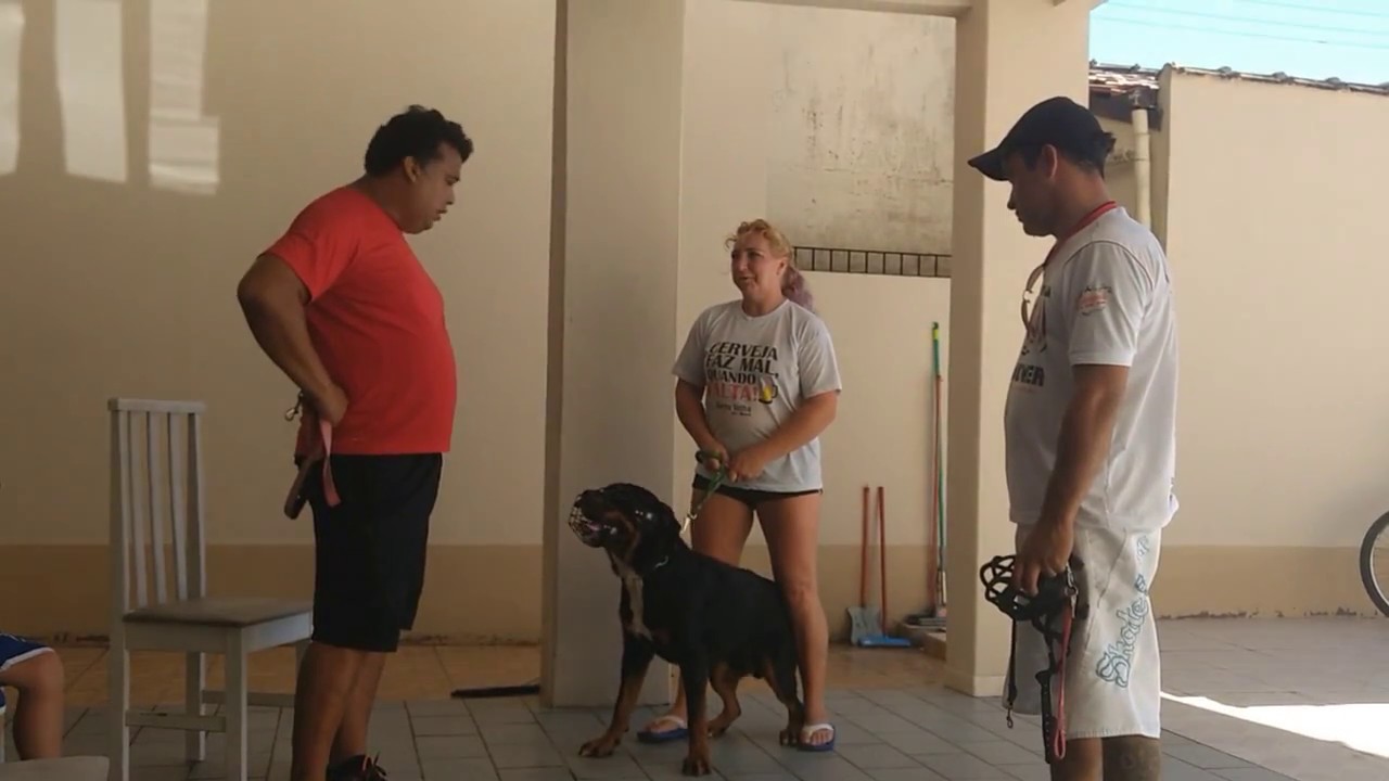 adestramento de cães Escola Canina Tito Castilhos