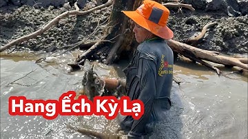 Mùa Này Ếch Tập Trung Vô Hang, 1 Hang 4-5 Con Bắt Đã Tay | Bông Lúa Đồng Tháp