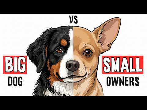 The Psychology of The Big vs Small Dog Owners