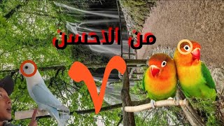 فيشرsv روز ?