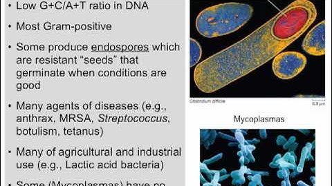 BIS2C FALL2012 Lecture 9: Microbial Diversity