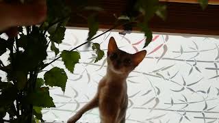 Funny Abyssinian cats, little pranksters.