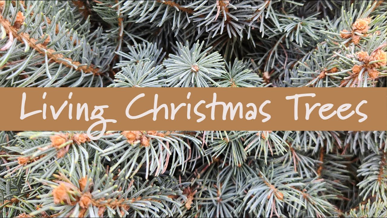 Living Christmas Trees at Prides Corner Farms YouTube
