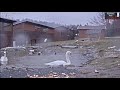 Popelka leaps over the pond to attack Sely, then decides not to attack Snehurka.