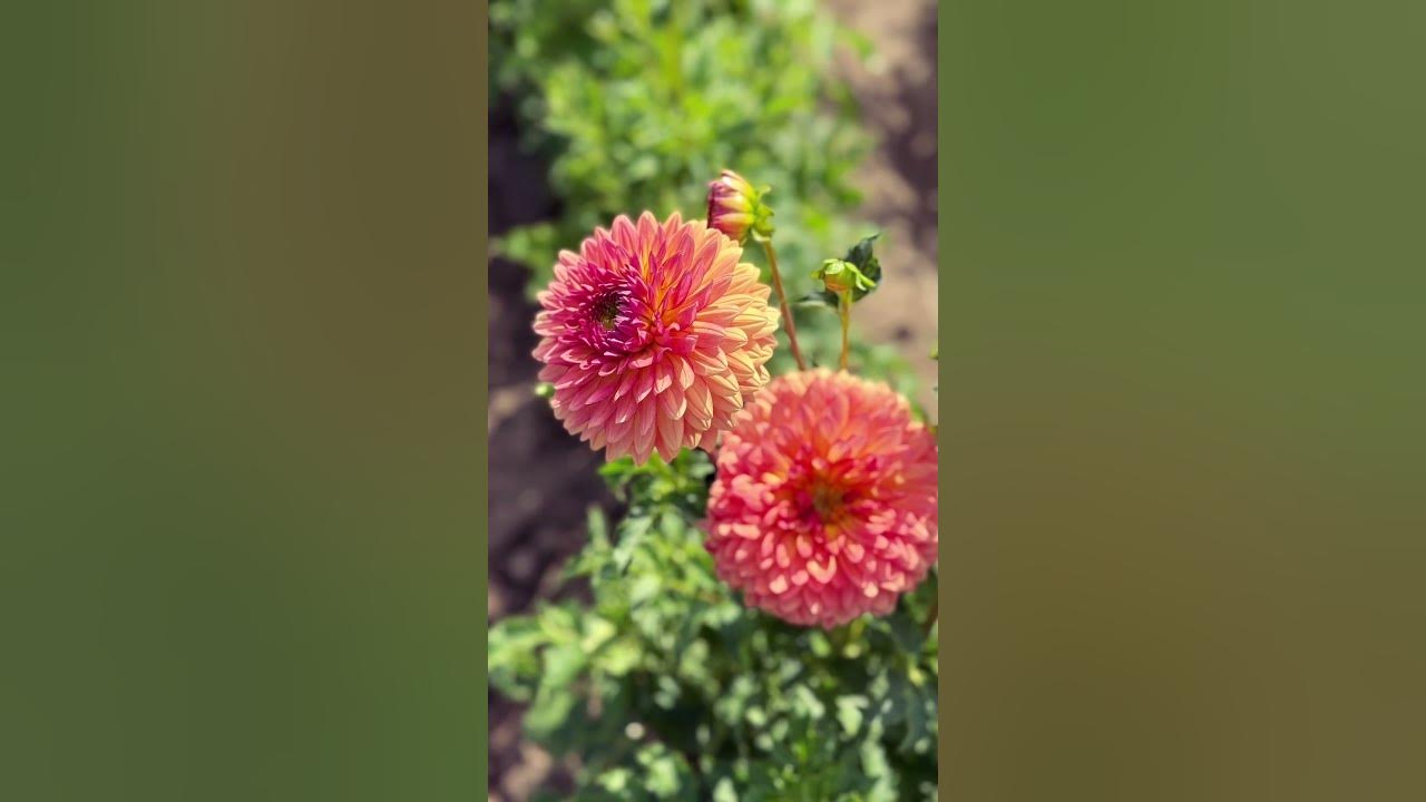 🌸 Dahlia Dreams at Swan Island